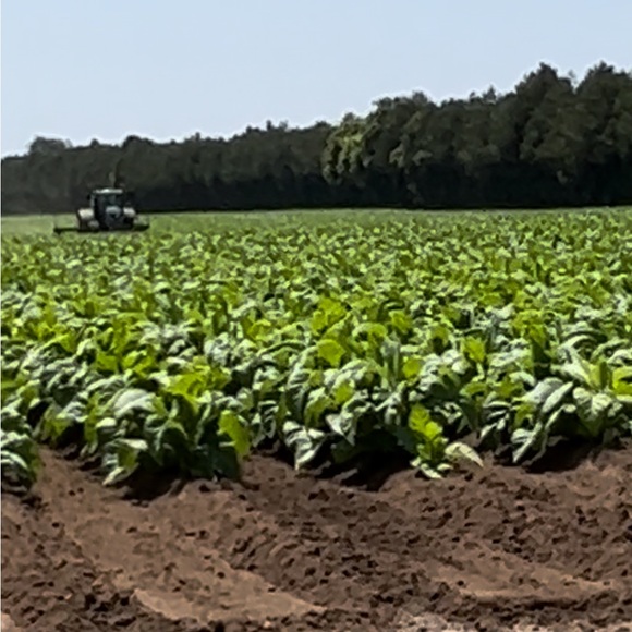 🇨🇦 2025 Canadian Tobacco Seeds 🇨🇦 - Picture 6 of 6